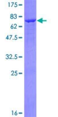 SDS-PAGE: Recombinant Human alcohol dehydrogenase 7 GST (N-Term) Protein [H00000131-P01]