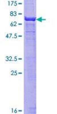 SDS-PAGE: Recombinant Human alpha-Smooth Muscle Actin GST (N-Term) Protein [H00000059-P01]