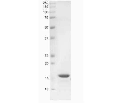 SDS-PAGE: Recombinant Human alpha-Synuclein Active, Monomer, (Type 1) Protein [NBP2-54788]