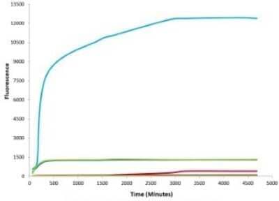 In vitro assay: Recombinant Human alpha-Synuclein Active, Monomer, (Type 2) Protein [NBP2-54786]