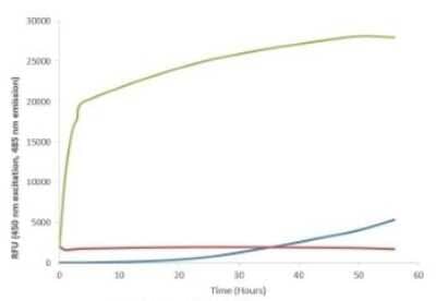 In vitro assay: Recombinant Human alpha-Synuclein Active, Pre-formed Fibrils, (Type 1), A53T Mutant Protein [NBP3-14767]