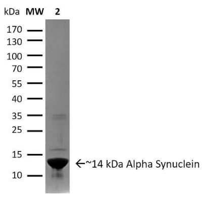 Western Blot: Recombinant Human alpha-Synuclein Active, Pre-formed Fibrils, (Type 1) Protein [NBP2-54789]