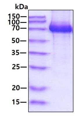 SDS-PAGE: Recombinant Human beta-1,3-Glucuronyltransferase 1/B3GAT1 hIgG-His Protein [NBP2-77489]