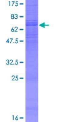 SDS-PAGE: Recombinant Human beta-3 Adrenergic R/ADRB3 GST (N-Term) Protein [H00000155-P01]