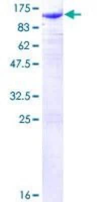 SDS-PAGE: Recombinant Human beta-Catenin GST (N-Term) Protein [H00001499-P01]