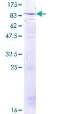 SDS-PAGE: Recombinant Human beta-TrCP1/BTRC GST (N-Term) Protein [H00008945-P01]