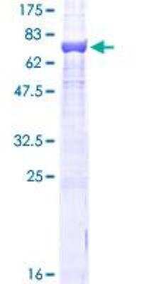 SDS-PAGE: Recombinant Human beta Tubulin GST (N-Term) Protein [H00203068-P01]