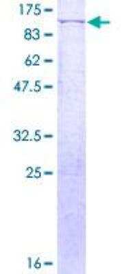 SDS-PAGE: Recombinant Human c-Myb GST (N-Term) Protein [H00004602-P01]