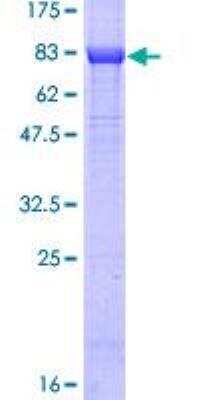 SDS-PAGE: Recombinant Human c-Myc GST (N-Term) Protein [H00004609-P01]