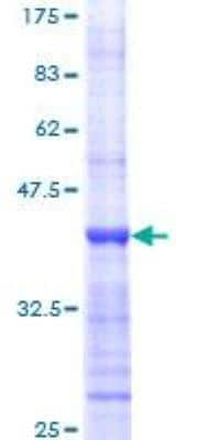 SDS-PAGE: Recombinant Human c-Myc GST (N-Term) Protein [H00004609-Q01]