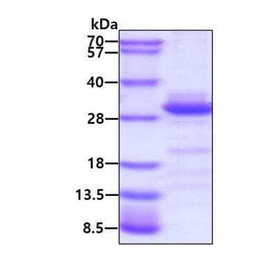 SDS-PAGE: Recombinant Human c-jun His Protein [NBP1-72285]