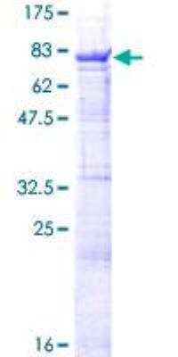 SDS-PAGE: Recombinant Human csl/RBPJK GST (N-Term) Protein [H00003516-P01]