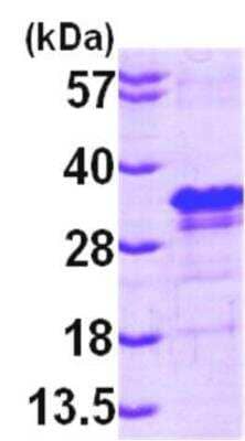 SDS-PAGE: Recombinant Human eIF4E His Protein [NBP1-45314]