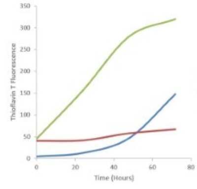 In vitro assay: Recombinant Human gamma-Synuclein Active, Monomer Protein [NBP3-14778]