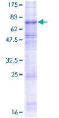 SDS-PAGE: Recombinant Human xCT GST (N-Term) Protein [H00023657-P01]