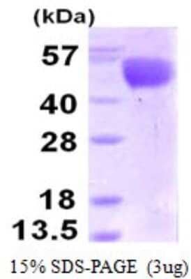 Western Blot: Recombinant Influenza A H3N2 Hemagglutinin (A/Perth/16/2009) His Protein [NBP1-99044]