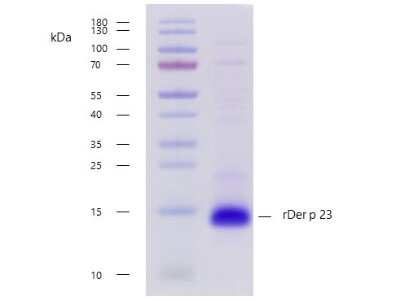 SDS-PAGE: Recombinant Invertebrate D. pteronyssinus 23.0101 Strep (N-Term) Protein [NBP3-06729]