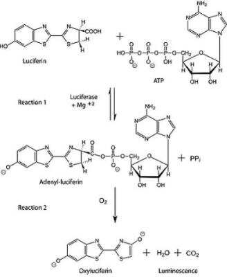 Recombinant Luciferase (Firefly) Protein [NBP3-18743]—
