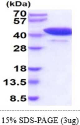 SDS-PAGE: Recombinant Mouse Cyclophilin 40 His Protein [NBP2-61451]