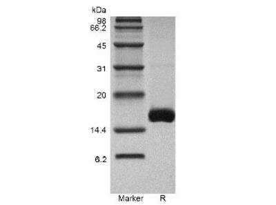 SDS-PAGE: Recombinant Mouse GDF-7/BMP-12 Protein [NBP2-61338]