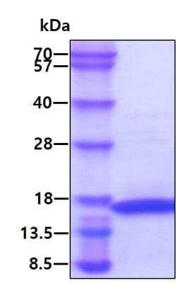 SDS-PAGE: Recombinant Mouse IFN-gamma His Protein [NBP2-59516]