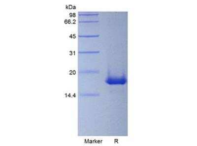 SDS-PAGE: Recombinant Mouse IL-19 Protein [NBP2-61330]