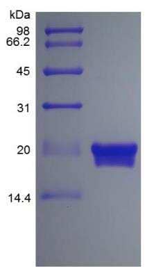 SDS-PAGE: Recombinant Mouse IL-28B/IFN-lambda 3 Protein [NBP2-35077]