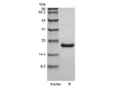 SDS-PAGE: Recombinant Mouse LIGHT/TNFSF14 Protein [NBP2-61332]