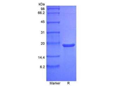 SDS-PAGE: Recombinant Mouse MANF Protein [NBP2-61337]