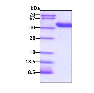 SDS-PAGE: Recombinant Mouse Renin His Protein [NBP2-52224]