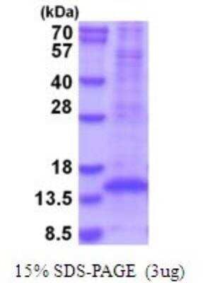 SDS-PAGE: Recombinant Mouse TGF-beta 1 His Protein [NBP2-51925]