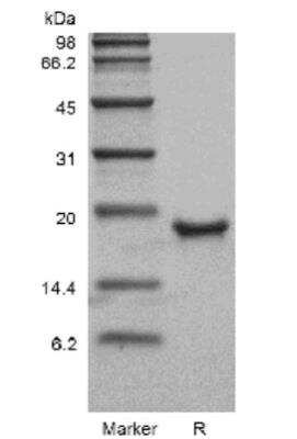 SDS-PAGE: Recombinant Mouse Thrombopoietin/THPO Protein [NBP2-35186]