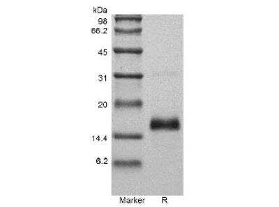 SDS-PAGE: Recombinant Mouse VEGF120 Protein [NBP2-35188]