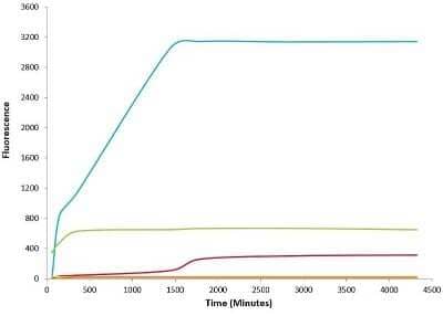 In vitro assay: Recombinant Mouse alpha-Synuclein Active, Pre-formed Fibrils, (Type 1) Protein [NBP2-61596]