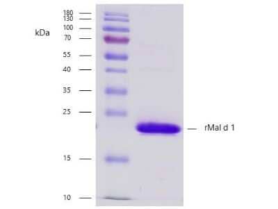 SDS-PAGE: Recombinant Plant Malus domestica 1.0101 Strep (N-Term) Protein [NBP3-06721]