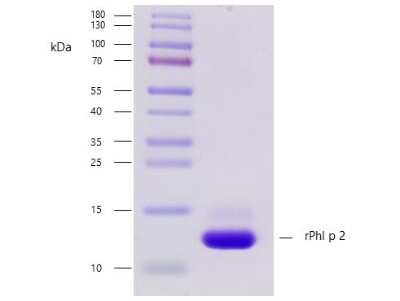 SDS-PAGE: Recombinant Plant Phleum pratense 2.0101 Strep (N-Term) Protein [NBP3-06726]