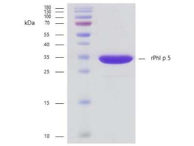 SDS-PAGE: Recombinant Plant Phleum pratense 5.0101 Strep (N-Term) Protein [NBP3-06713]