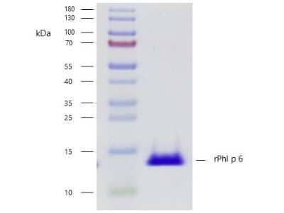 SDS-PAGE: Recombinant Plant Phleum pratense 6.0101 Strep (N-Term) Protein [NBP3-06727]