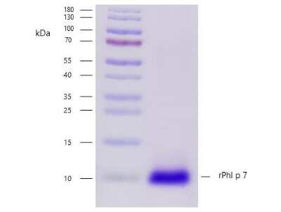 SDS-PAGE: Recombinant Plant Phleum pratense 7.0101 Strep (N-Term) Protein [NBP3-06714]