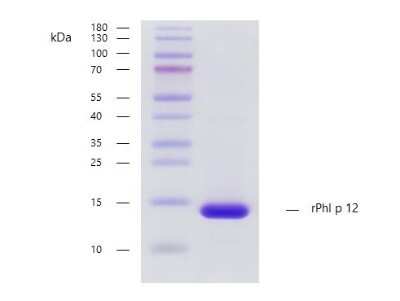 SDS-PAGE: Recombinant Plant rPhl p 12 Strep (N-Term) Protein [NBP3-07895]