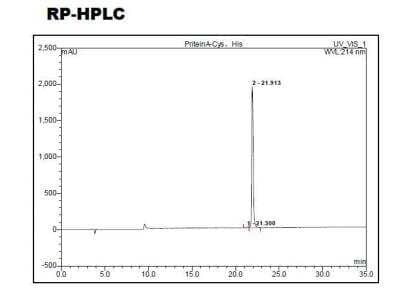 HPLC: Recombinant Protein A His (C-Term) Cys (C-Term) Protein [NBP2-35014]