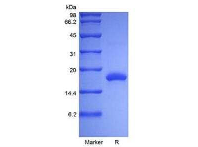 SDS-PAGE: Recombinant Rat IL-10 Protein [NBP2-61341]