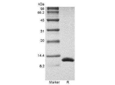 SDS-PAGE: Recombinant Rat IL-13 Protein [NBP2-35220]