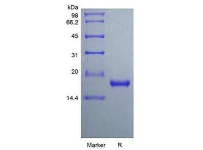 SDS-PAGE: Recombinant Rat IL-33 Protein [NBP2-35248]