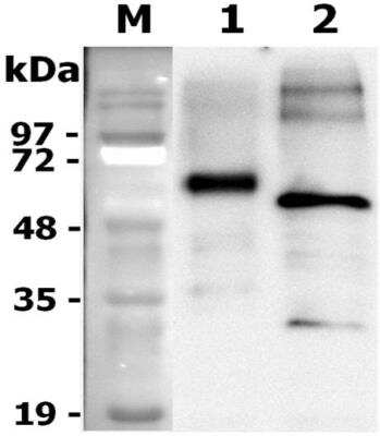 Western Blot: Recombinant Rat Progranulin/PGRN FLAG Protein [NBP3-18147]