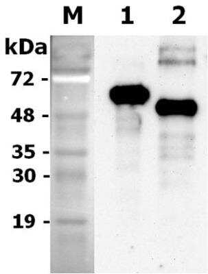 Western Blot: Recombinant Rat Progranulin/PGRN Protein [NBP3-18148]