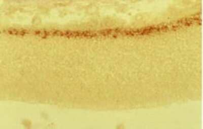 Immunohistochemistry: Reelin Antibody (G10) - BSA Free [NB600-1081]