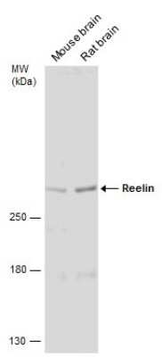 Western Blot: Reelin Antibody [NBP3-13177]