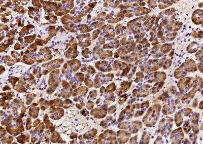 Immunohistochemistry-Paraffin: Reg1B Antibody (010) [NBP2-89938]