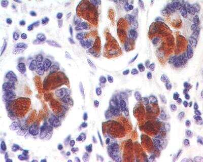 Immunohistochemistry-Paraffin: Reg3A Antibody [NBP2-24763]